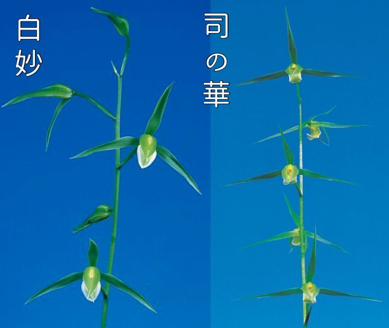 本日のサービス « 寒蘭専門店｜東洋蘭センター.