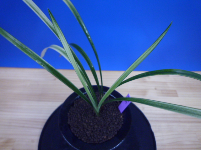 無名　紺覆白斑縞（こんぷくしろふじま）