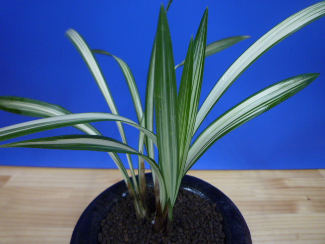 蒼琳（そうりん）紺覆中押し　熊本県産