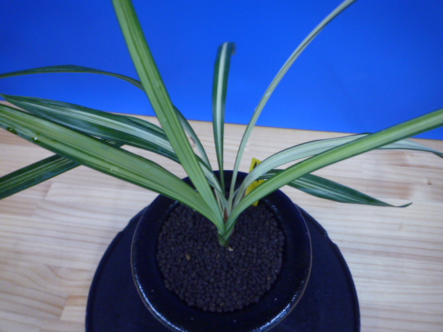 蒼琳（そうりん）紺覆中押し　熊本県産