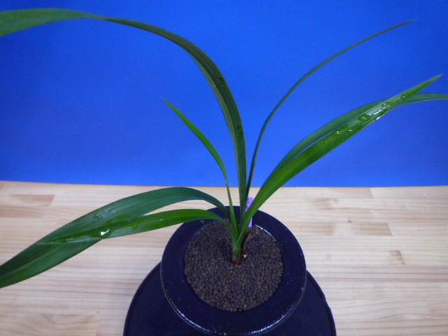 翔鳳(しょうほう)更紗大舌無点系 長崎県白西平一の谷産 日本一系