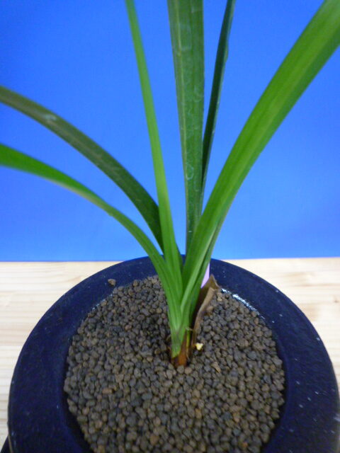 翔鳳(しょうほう)更紗大舌無点系 長崎県白西平一の谷産 日本一系