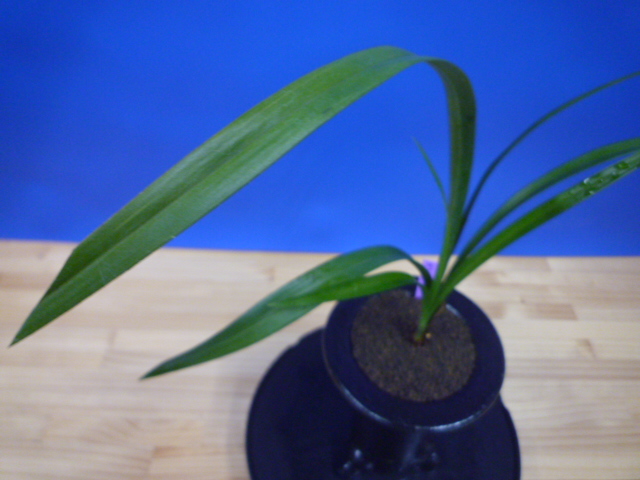 翔鳳(しょうほう)更紗大舌無点系 長崎県白西平一の谷産 日本一系