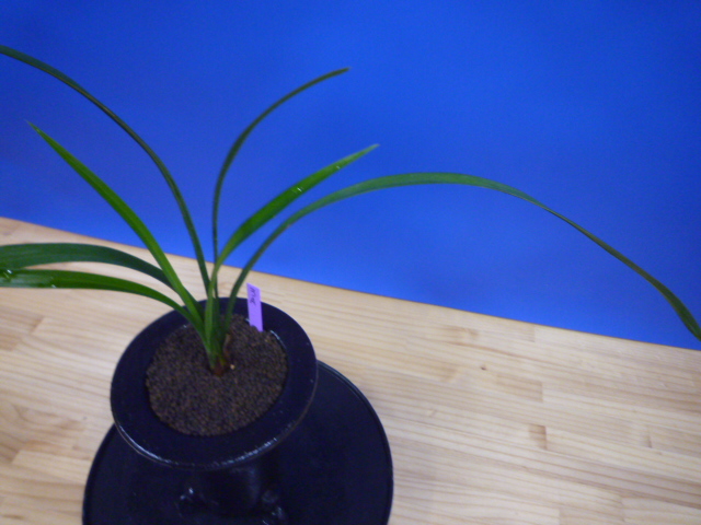 翔鳳(しょうほう)更紗大舌無点系 長崎県白西平一の谷産 日本一系