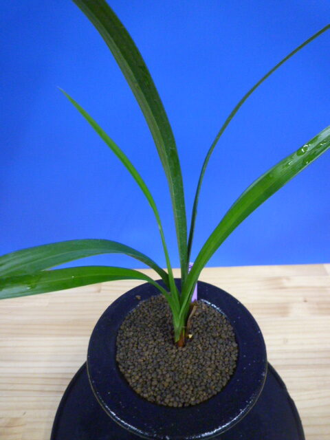 翔鳳(しょうほう)更紗大舌無点系 長崎県白西平一の谷産 日本一系