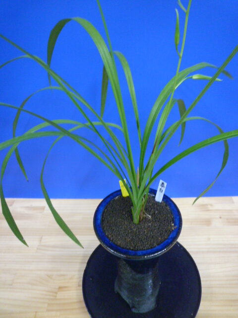 泰白(たいはく)白花一文字大輪 長崎県産