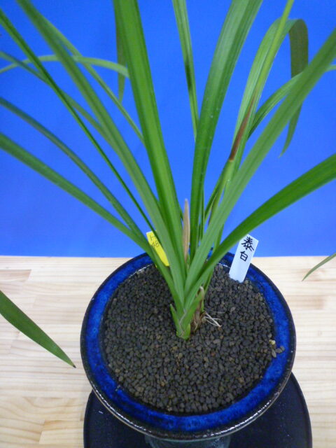 泰白(たいはく)白花一文字大輪 長崎県産