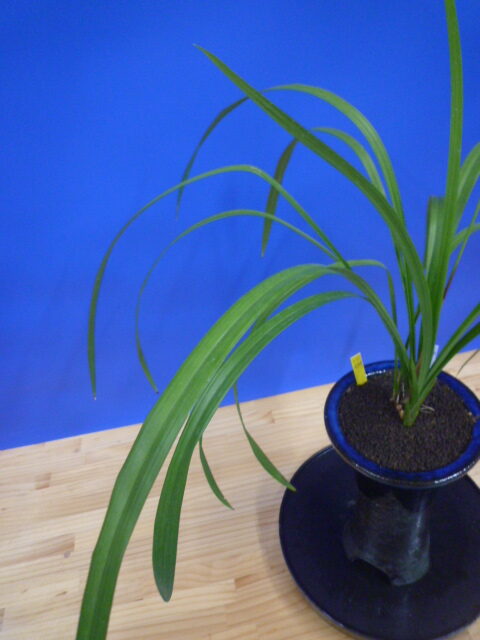 泰白(たいはく)白花一文字大輪 長崎県産