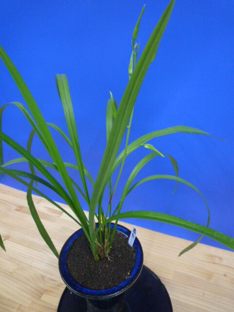 泰白(たいはく)白花一文字大輪 長崎県産