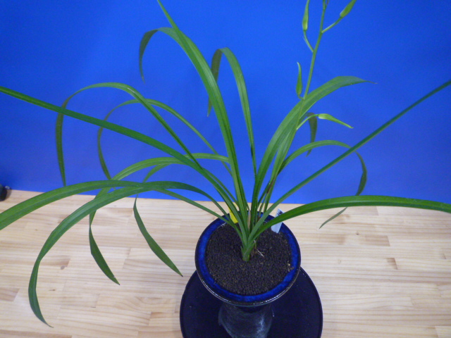 泰白(たいはく)白花一文字大輪 長崎県産