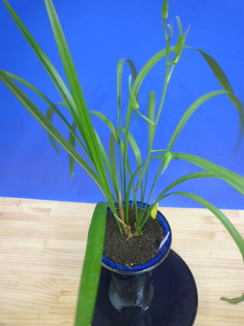 泰白(たいはく)白花一文字大輪 長崎県産