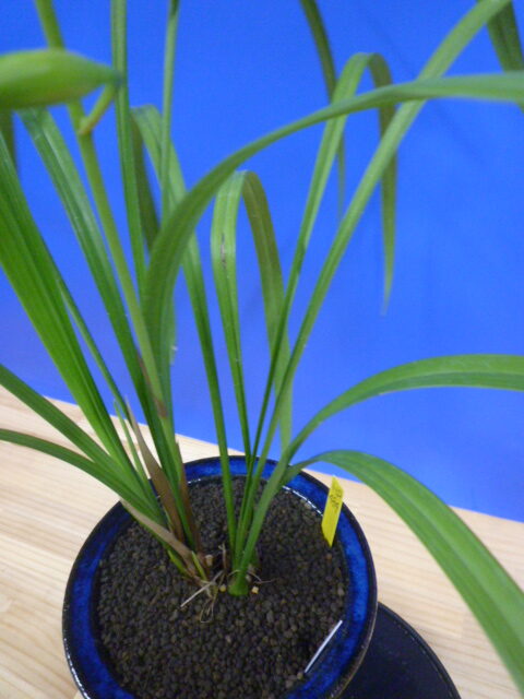 泰白(たいはく)白花一文字大輪 長崎県産