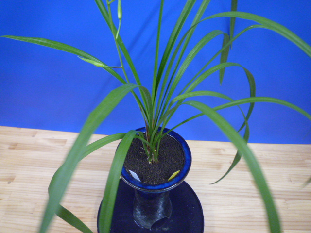 泰白(たいはく)白花一文字大輪 長崎県産