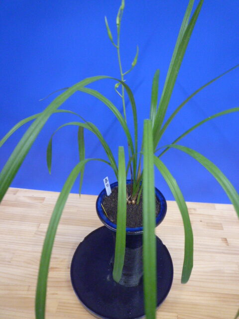 泰白(たいはく)白花一文字大輪 長崎県産