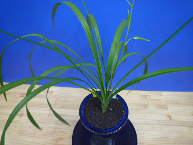 泰白(たいはく)白花一文字大輪 長崎県産