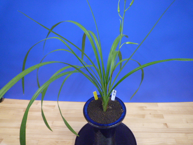 泰白(たいはく)白花一文字大輪 長崎県産