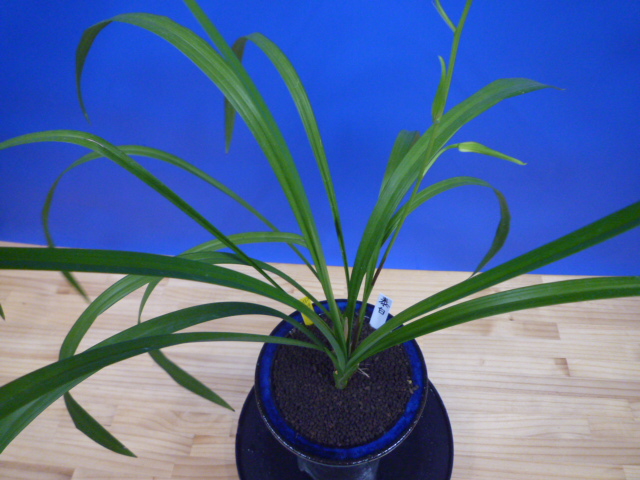 泰白(たいはく)白花一文字大輪 長崎県産