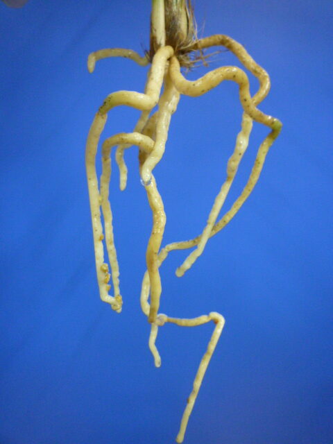 色変わり黄花無点系 交配種