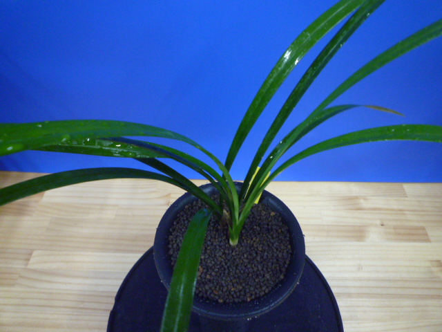 色変わり黄花無点系 交配種