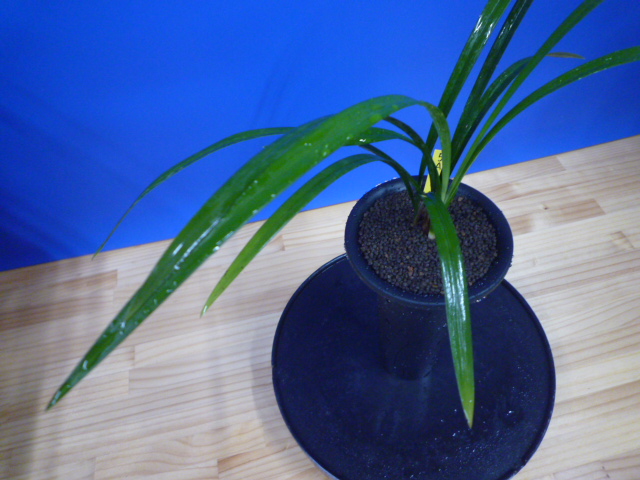 色変わり黄花無点系 交配種