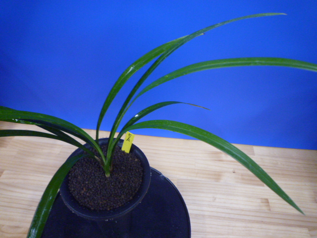 色変わり黄花無点系 交配種