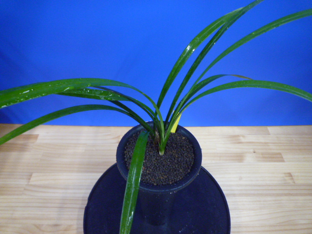 色変わり黄花無点系 交配種