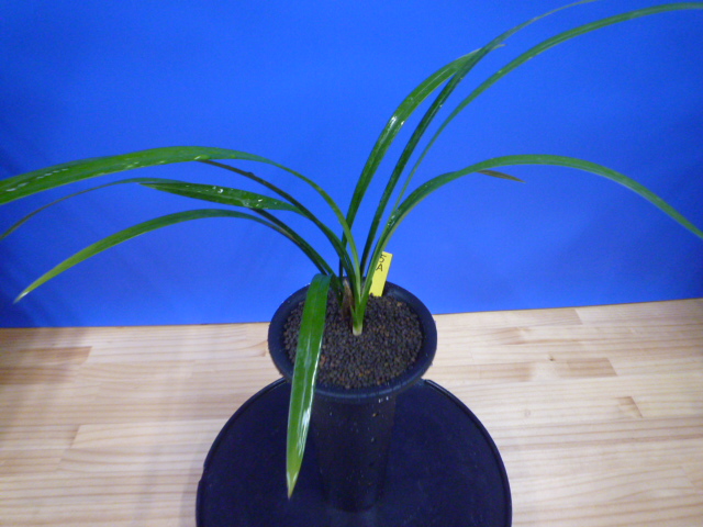 色変わり黄花無点系 交配種