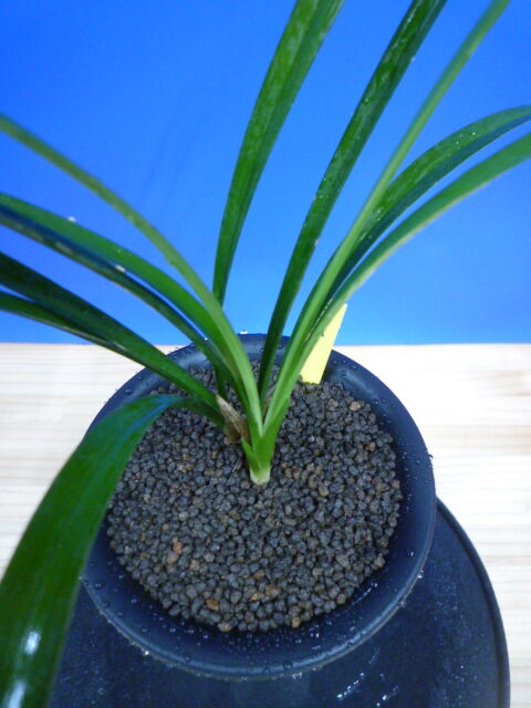 色変わり黄花無点系 交配種