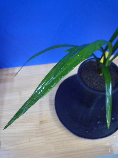 色変わり黄花無点系 交配種