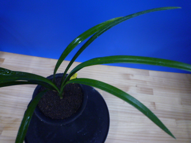 色変わり黄花無点系 交配種