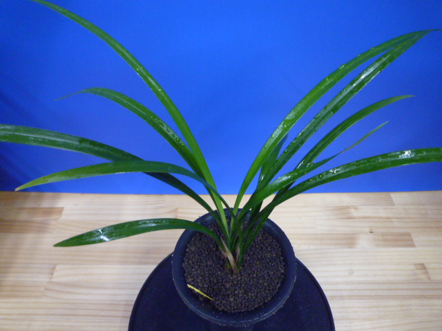 色変わり黄花無点系 交配種