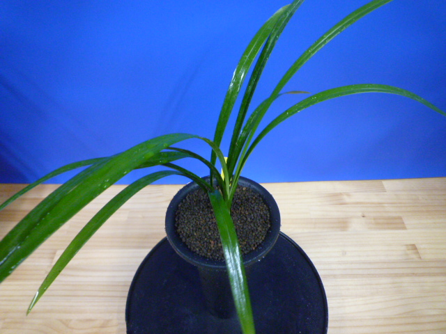 色変わり黄花無点系 交配種