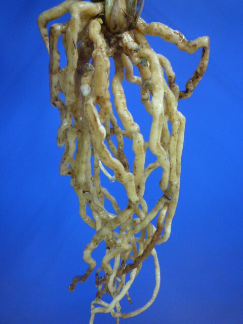 玉金剛(たまこんごう)青梅弁舌大 和歌山県産