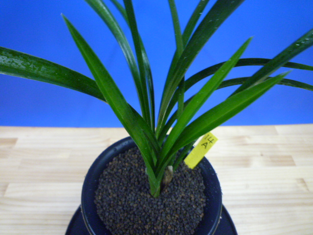 玉金剛(たまこんごう)青梅弁舌大 和歌山県産