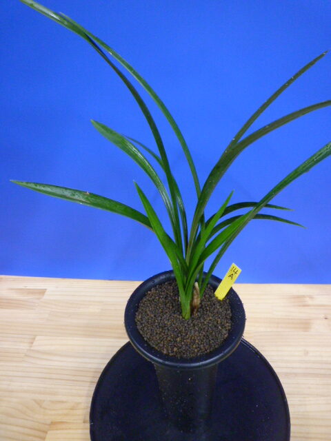 玉金剛(たまこんごう)青梅弁舌大 和歌山県産