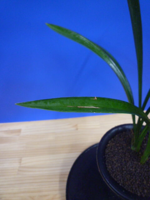 玉金剛(たまこんごう)青梅弁舌大 和歌山県産