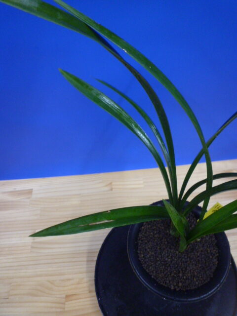 玉金剛(たまこんごう)青梅弁舌大 和歌山県産