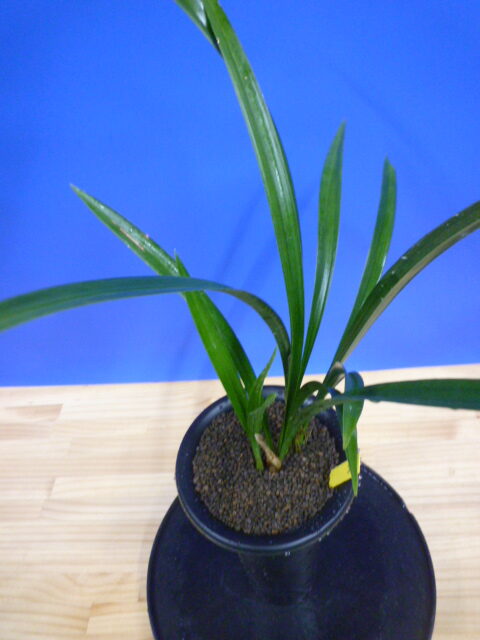 玉金剛(たまこんごう)青梅弁舌大 和歌山県産