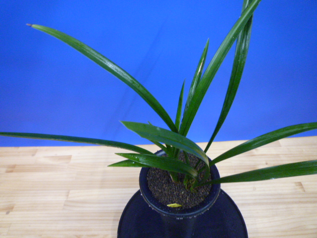 玉金剛(たまこんごう)青梅弁舌大 和歌山県産