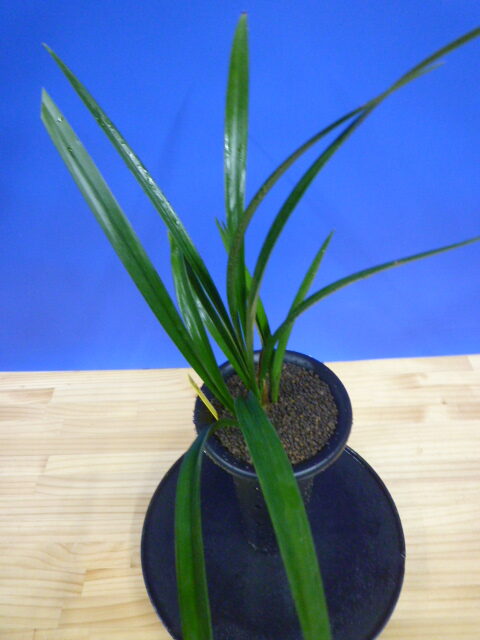 玉金剛(たまこんごう)青梅弁舌大 和歌山県産