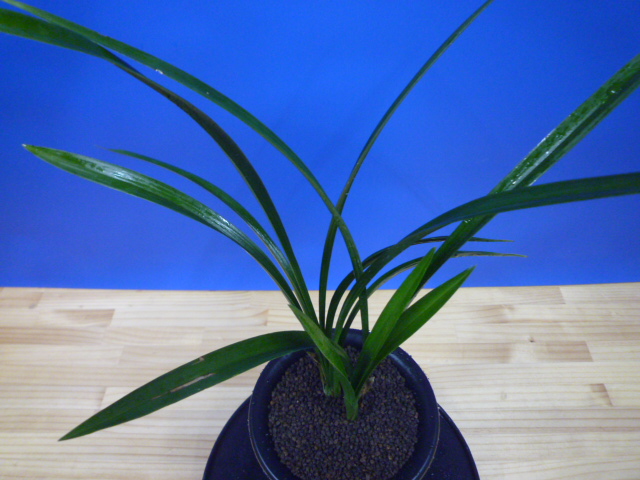 玉金剛(たまこんごう)青梅弁舌大 和歌山県産