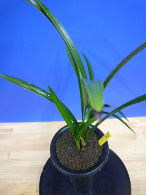 玉金剛(たまこんごう)青梅弁舌大 和歌山県産