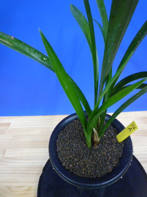 玉金剛(たまこんごう)青梅弁舌大 和歌山県産