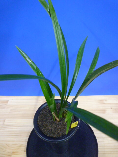 玉金剛(たまこんごう)青梅弁舌大 和歌山県産