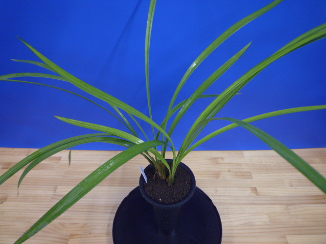 寒蘭-25318-5H まとめ売り 13苗 交配種 寒蘭-25318-5H まとめ売り 13苗