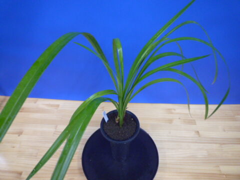 大人気白花種木2鉢セット 白妙（しらたえ）と司の華（つかさのはな