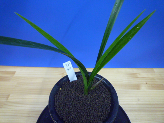 不動王(ふどうおう) 黒紅大輪舌大 高知県 払越産最高品種 « 寒蘭専門店