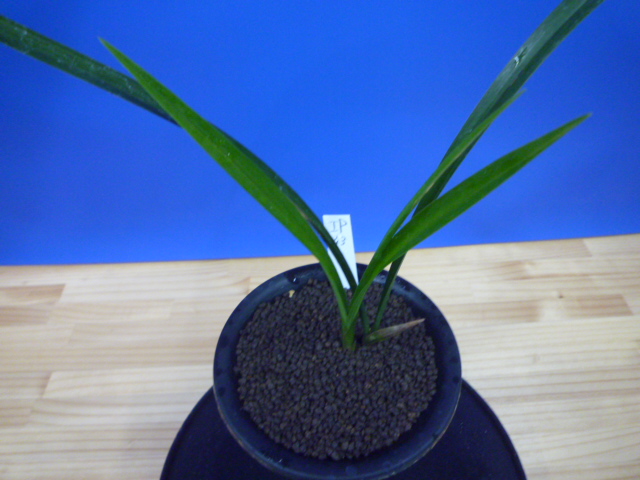 不動王(ふどうおう) 黒紅大輪舌大 高知県 払越産最高品種 « 寒蘭専門店