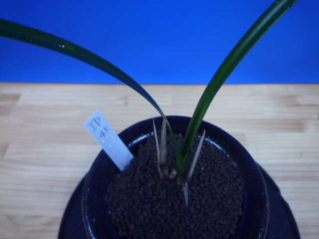 緋牡丹（ひぼたん） 紅更紗一色赤舌 交配種 « 寒蘭専門店｜東洋蘭センター.