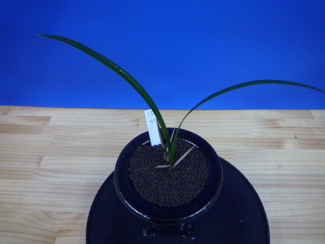 本日のサービス « 寒蘭専門店｜東洋蘭センター.